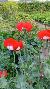 Pat 07 Onbewerkte papavers